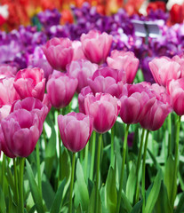 Fototapeta premium colorful beautiful tulips. Floral Background