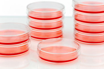 Culturing cells in small petri dishes.