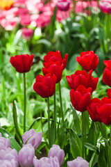 colorful beautiful tulips. Floral Background