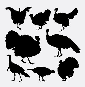 Turkey cock bird poultry animal silhouette. Good use for logo, symbol, mascot, web icon, sticker, sign, or any design you want. Easy to use.