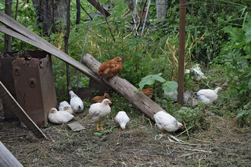 Hens in the yard of a hen house