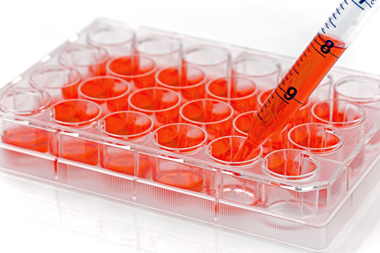 Culturing Cells In A 24 Well Plate