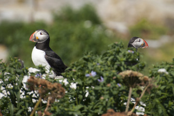 Atlantic Puffins Guarding Their Nest