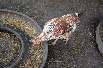 The hen pecks grain