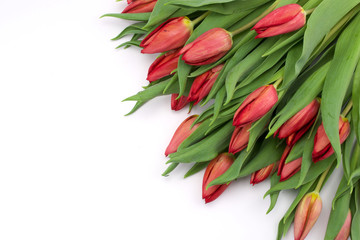 

Red tulips on white background