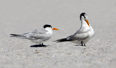 Royal Terns (Sterna maxima)
