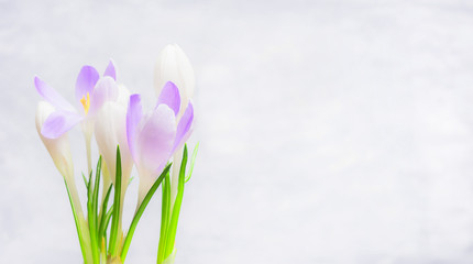 Fototapeta na wymiar Bunch of Crocuses flowers on light background, banner. Spring nature or gardening concept.