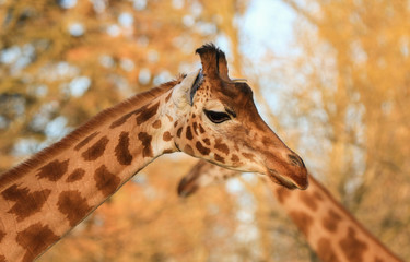 Girafe en forme de coeur dans un magnifique coucher de soleil  