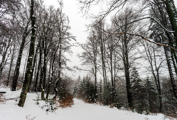 Fototapeta premium Beautiful winter snowy landscape with fog