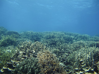 Coral reef ecosystem in the deep blue sea, Pacific Ocean