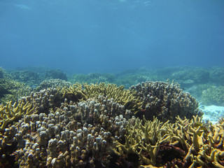 Colorful of coral reef in deep blue sea, Pacific Ocean 