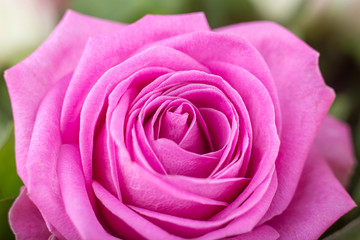 Obraz na płótnie Canvas Rose close-up as background.Beautiful Rose Flower.Pink rose macro close up