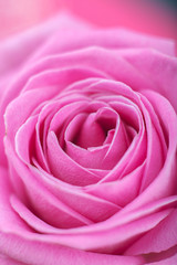 Fototapeta na wymiar Rose close-up as background.Beautiful Rose Flower.Pink rose macro close up