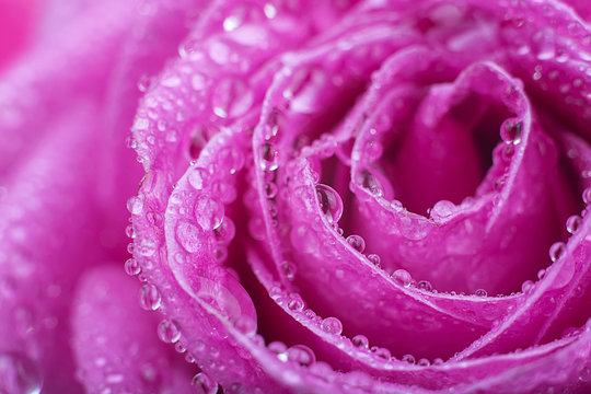 Rose close-up as background.Beautiful Rose Flower water drops.Pink rose macro close up with drops of dew