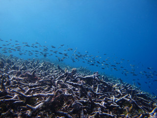 Fototapeta na wymiar Schooling fish on the dead coral in the deep blue sea