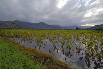 Taro growing in paddy in volcanic lands of Hawaii, though is native to India and Asia
