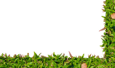 Green grass frame isolated on white background - with space for you to add words, photos etc