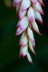Pink and white shell ginger buds unopened, Alpinia zerumbet.