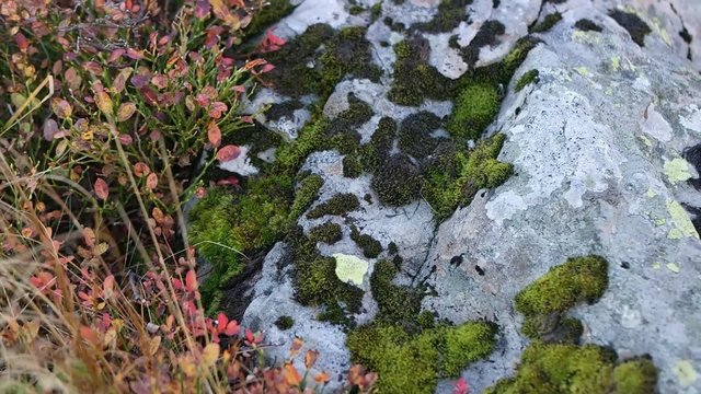 Spread clumps of moss on the ground and stone lighted close-up 