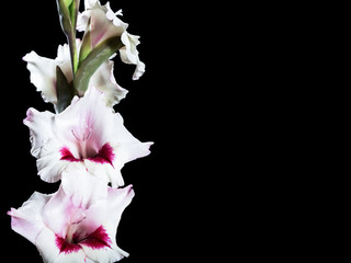 Fototapeta na wymiar Beautiful bicolor high gladiolus 