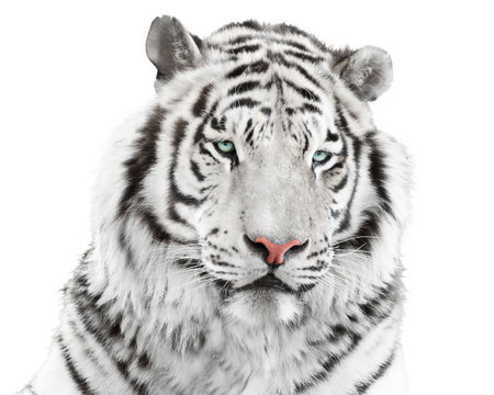 Elegant white tiger
