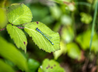 Libélula azul, Enallagma Cyathigerum
