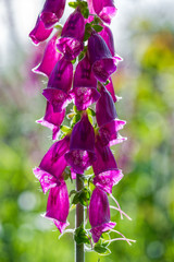 Digitalis purpurea
