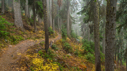 Obraz premium Dense autumn forest, BLUE LAKE TRAIL, Washington state