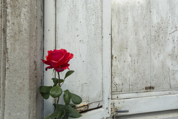 Red rose and old door