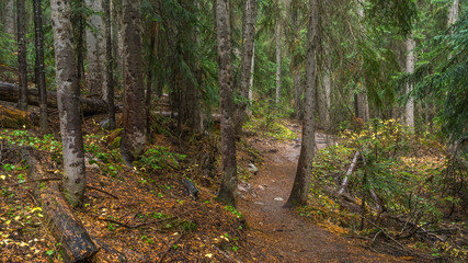 Trail in a dense forest among logs
