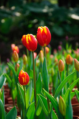 Beautiful blooming tulips in garden