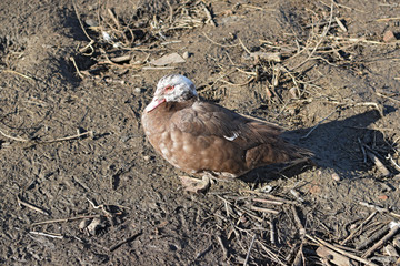 The musky duck