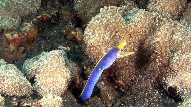 Ribbon eel hiding in a hole of the reef - close up