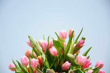 Beautiful blooming tulips in garden
