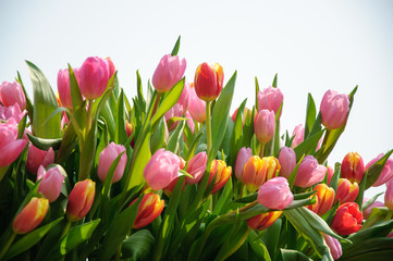 Beautiful blooming tulips in garden