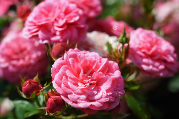 Obraz premium Pink roses
