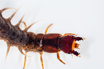 A fishfly larva