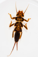 Perlidae stonefly nymph