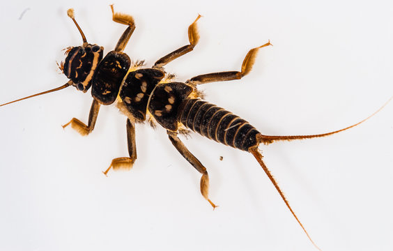 Stonefly Images – Browse 6,649 Stock Photos, Vectors, and Video | Adobe  Stock