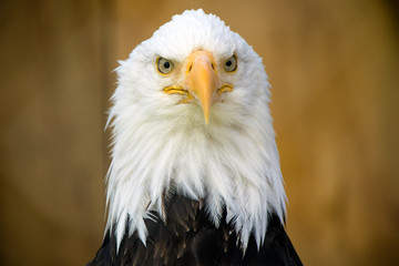 Obraz premium American Bald Eagle