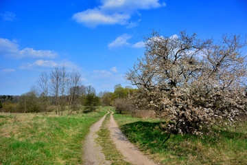 Fototapeta na wymiar Spring landscape with dirt road