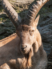 Ram of barbary sheep - Ammotragus lervia