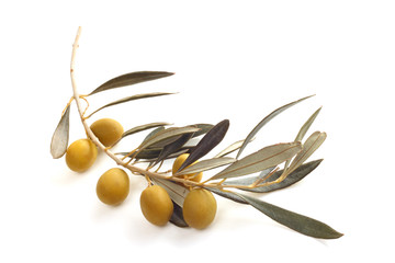 Olives on branch
