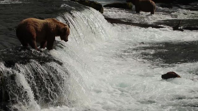 Grizzly Bear Katmai National Park Catching Fish