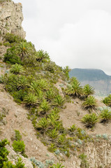 Fototapeta na wymiar Palm trees in mountain valley. La Gomera.