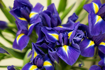 Bright irises Background