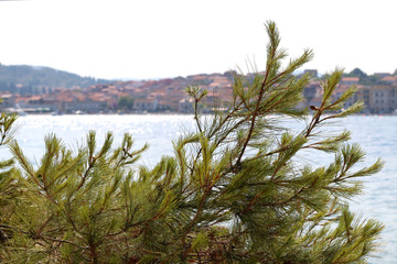 Stone pine Pinus pinea branches blowing in light breeze, Town Vela Luka, on Korcula island, Croatia is in the background. Selective focus.