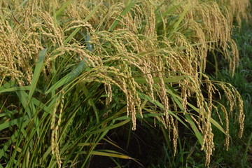 収穫前の稲穂／山形県の庄内地方で、稲刈り前の稲穂を撮影した写真です。
