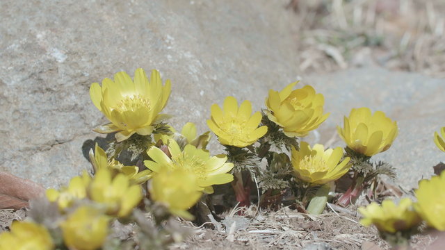 Flowers of Amur adonis,in Showa Memorial Park,Tokyo,Japan,Filmed in 4K