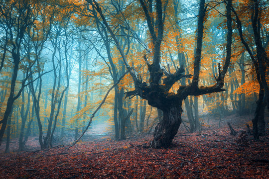Fototapeta Beautiful magic forest in fog in autumn. Mysterious wood. Fairyt